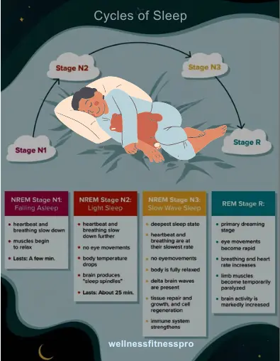  Infographic showing the stages of sleep